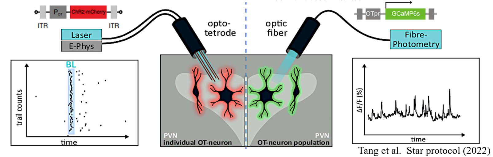 In vivo recording and modulation methods for the oxytocin system