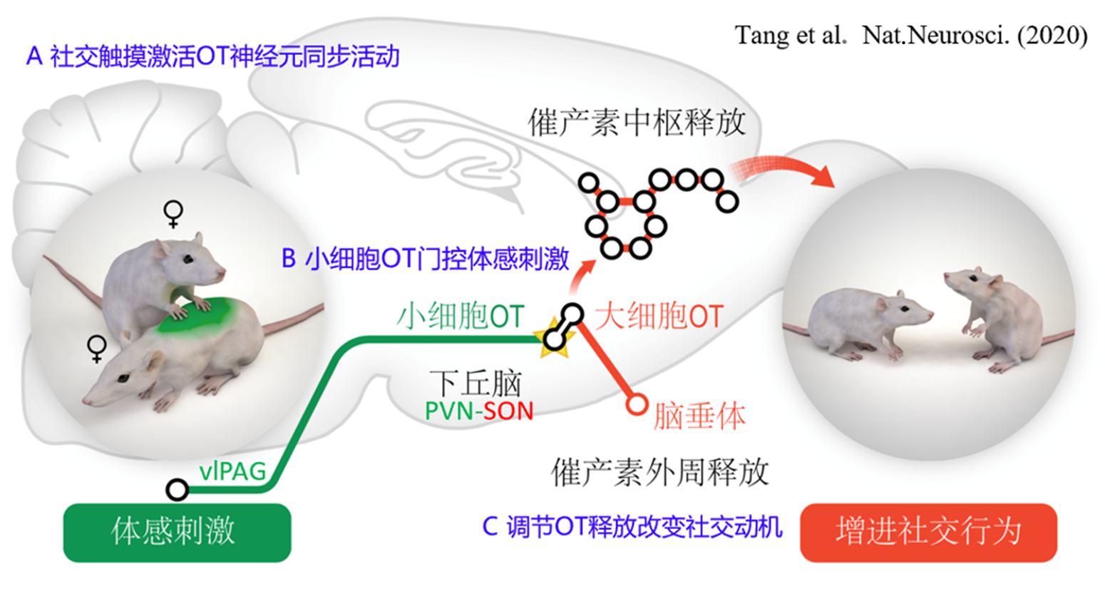 Social touch activates oxytocin neurons to promote social interaction